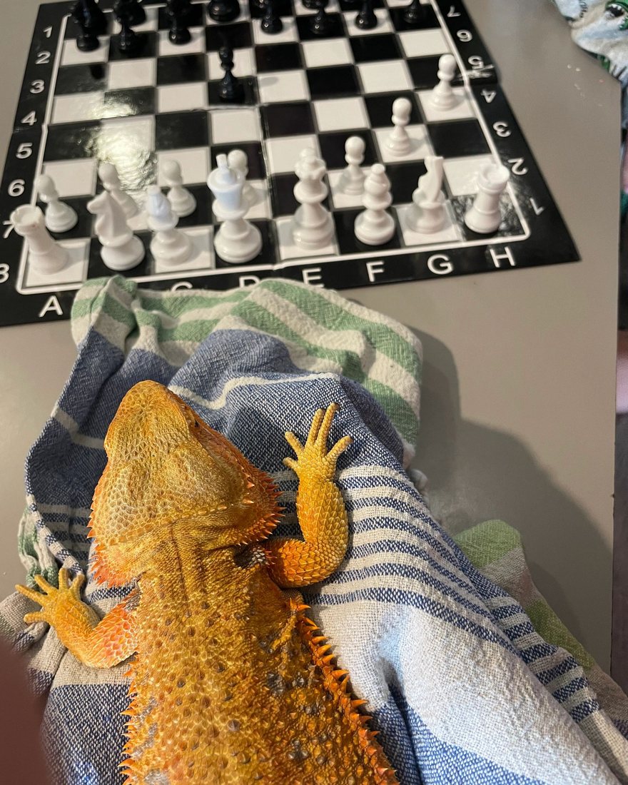 A bearded dragon resting on a towel beside a chess board