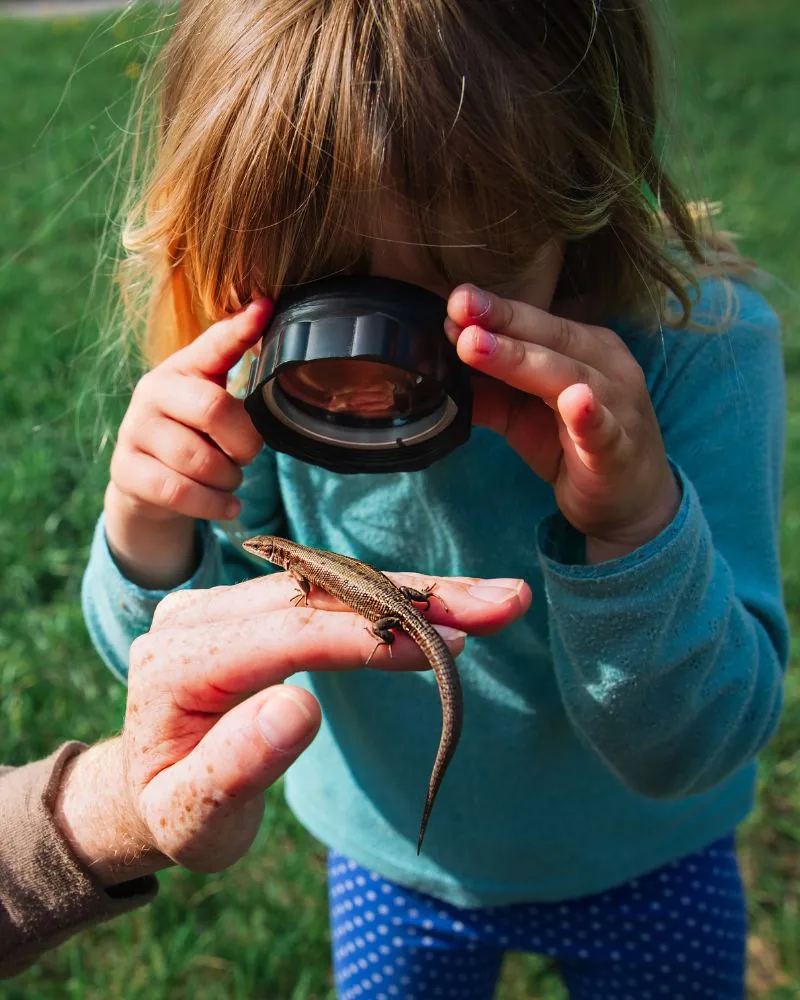 A young child peering through a magnifying glass at a small lizard resting on an adult's hand, outdoors on grass