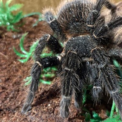 Alaska, a tarantula, resting on the soil of her enclosure