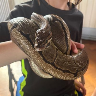 Arlo, a ball python, held safely across a child’s arms