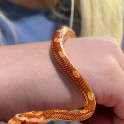 Boba, a corn snake, moving gently across a child’s hands