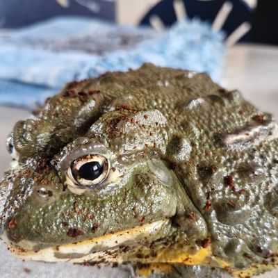 Bullseye, an African bullfrog, sitting still and looking straight ahead