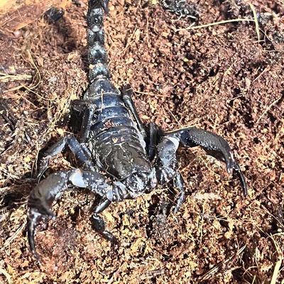 Carlos, a scorpion, walking across the soil of his enclosure