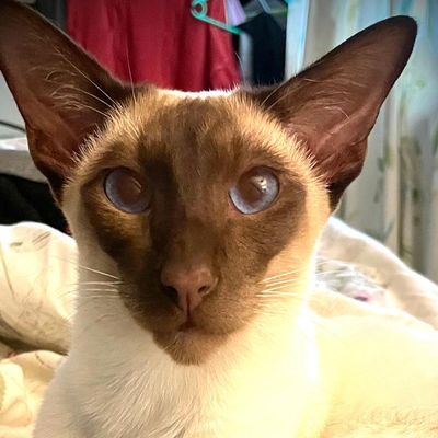 Fudge, a Siamese cat, sitting upright and alert