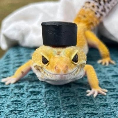 George, a leopard gecko, wearing a tiny black top hat