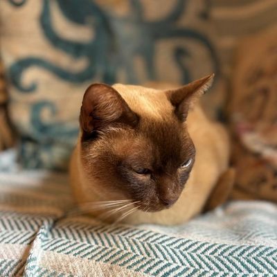 Jessie, a Siamese cat, dozing on a blanket