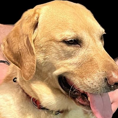 Jupiter, a yellow labrador, lying down calmly