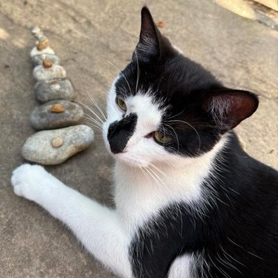 Luna, a black and white cat, stretched out on a warm paving slab