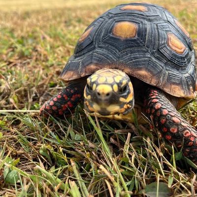 Max, a red-footed tortoise, walking through long grass