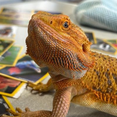 Mini, a bearded dragon, standing on a bright blanket