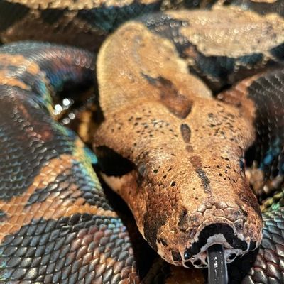 Mystique, a boa constrictor, tasting the air with her tongue