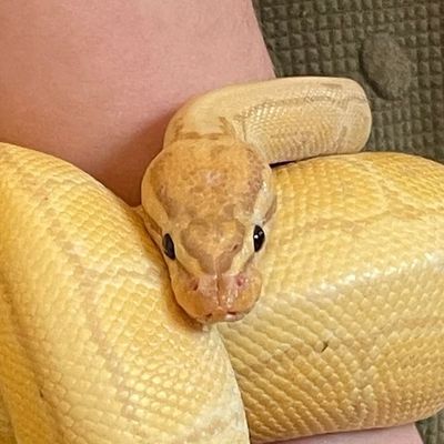 Nigini, a pale ball python, resting calmly in a hand