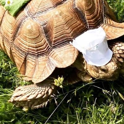 Poppy, a giant tortoise, walking across the grass
