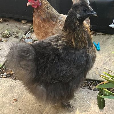 Spice, one of the hens, out in the yard