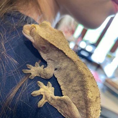 Sun, a crested gecko, climbing up someone’s shoulder