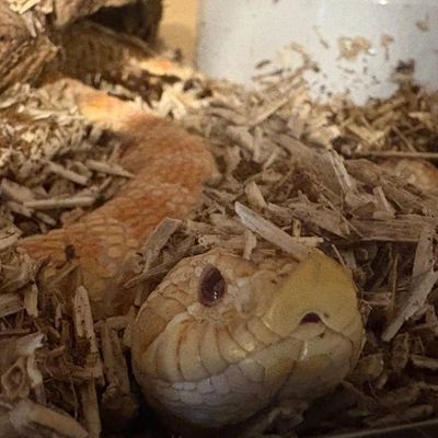 Toffee, a snake, resting among the wood shavings of her vivarium