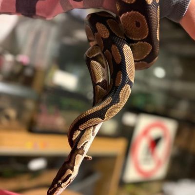 Togo, a ball python with rich brown markings, hanging gently from a hand
