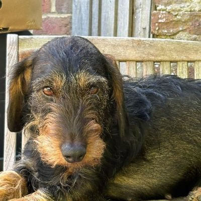 Violet, a wire-haired dachshund, sitting and looking up