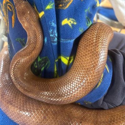Woody, a snake, coiled across a child’s lap