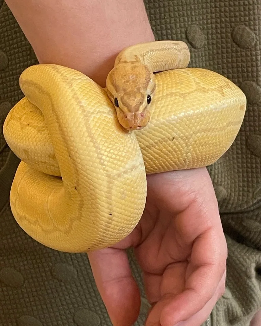 Nigini, a ball python, coiled calmly around a child's hand