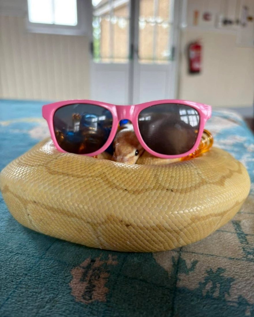 A royal python wearing toy sunglasses at a party