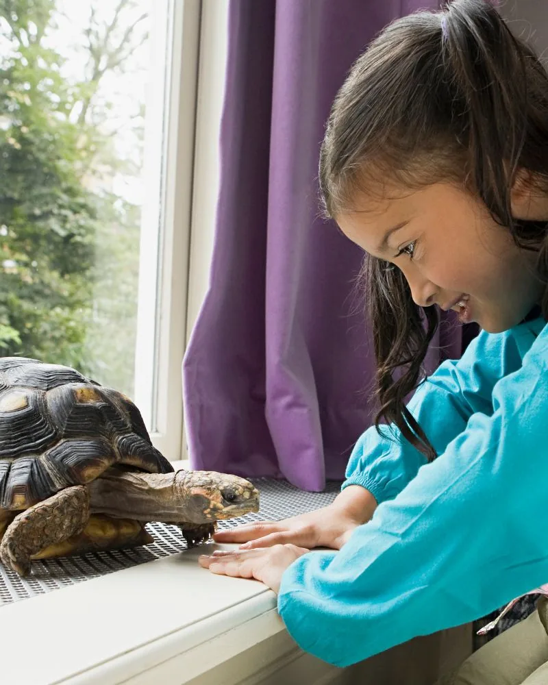A girl watching a tortoise walk along a windowsill, her hand resting flat on the sill beside it