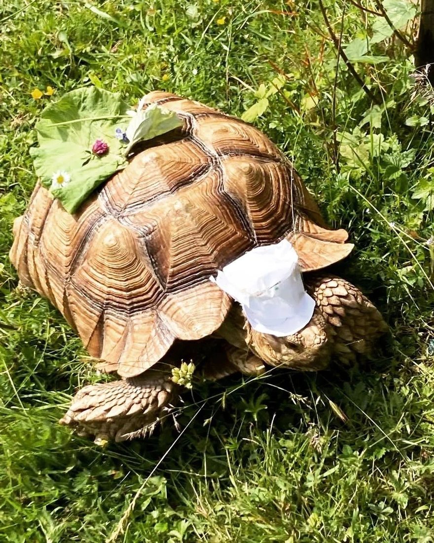 A tortoise walking through grass